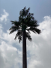 HDG Communication Monopole Camouflage Tubular Tower with Steel Frame